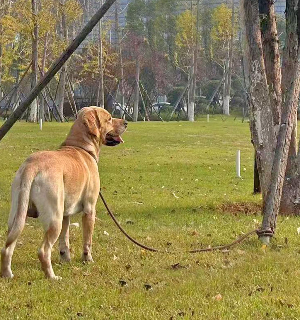 30-Foot Dog Tie Out Leash – 3/8" Nylon Rope Tether with Heavy Duty Clips – Black by SEPXUFORE