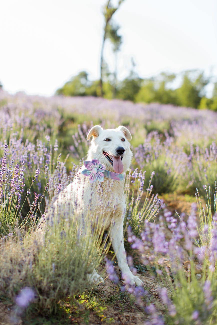 Adjustable Dog Collar with Detachable Flower – Cotton & Silk for Small, Medium, Large Dogs