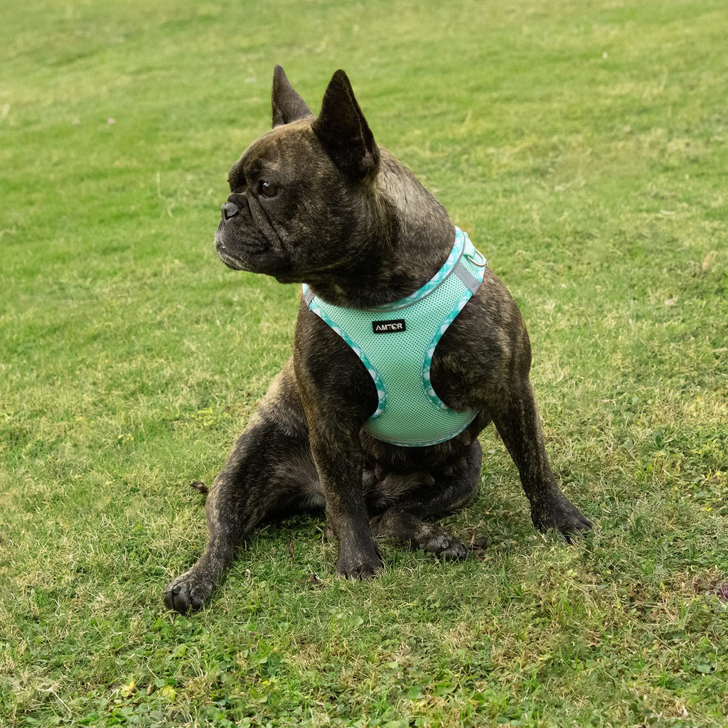 AMTOR No Pull Small Dog Harness and Leash Set - Reflective Breathable Mesh Vest Harness for Training Walking, Step-in Design, Green, Large