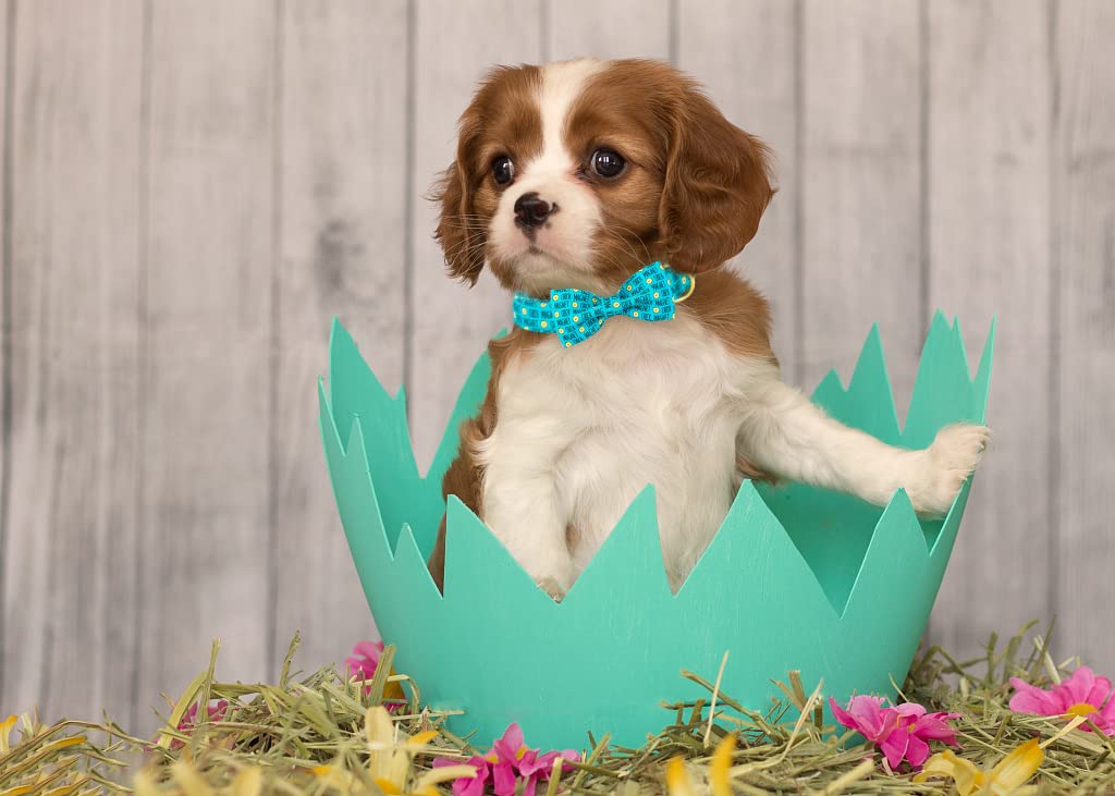 ARING PET Easter Dog Collar with Blue Chick Bowtie – Adjustable, Metal Buckle, Size M