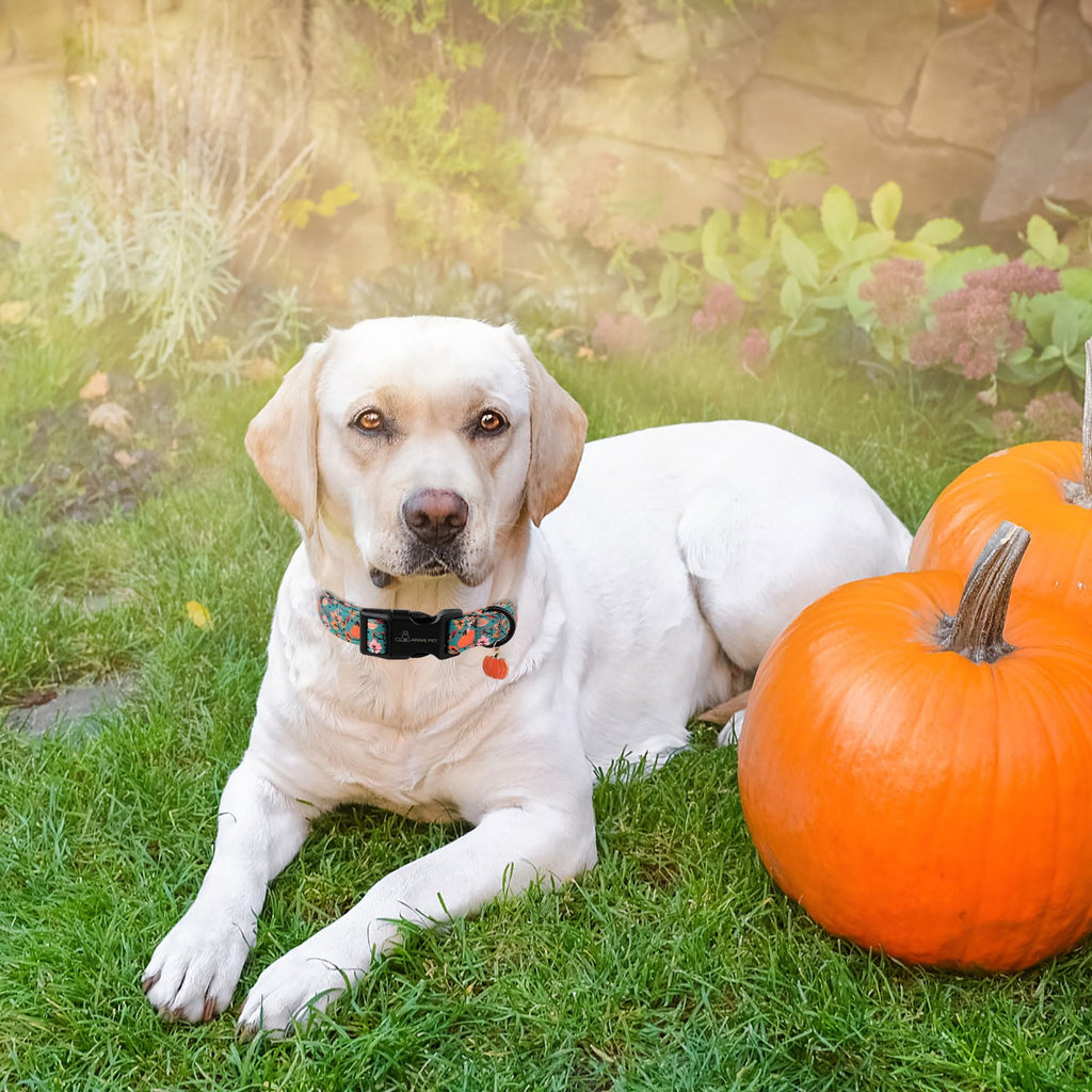 ARING PET Fall Dog Collar – Cute Autumn Pumpkin Maple Leaves, Quick Release Buckle, Adjustable 16-24 inches for Small to Large Dogs