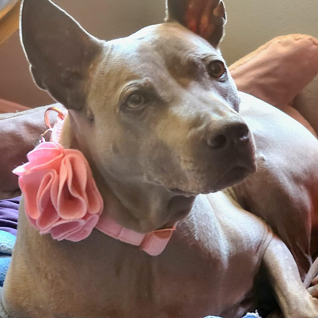 ARING PET Velvet Dog Collar - Pink, Size L with Detachable Felt Flower - Soft Pet Collar for Small to Large Dogs