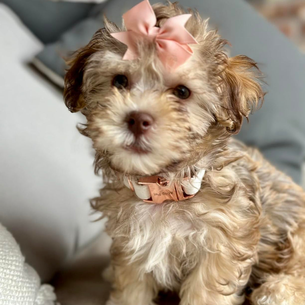 ARING PET Velvet Dog Collar - Pink, Size L with Detachable Felt Flower - Soft Pet Collar for Small to Large Dogs