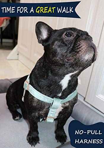 ARING PET Velvet Dog Halter Harness X-Small - No-Pull Adjustable Harness for Small Dogs