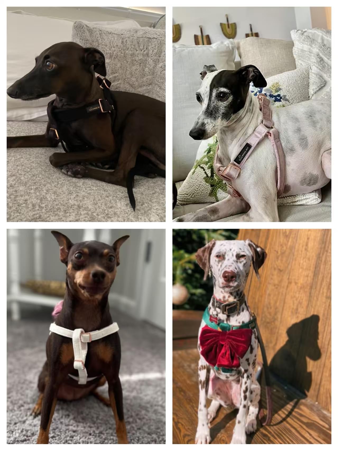 ARING PET Velvet Dog Halter Harness X-Small - No-Pull Adjustable Harness for Small Dogs