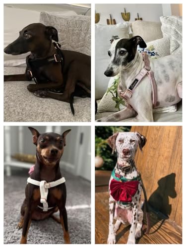 ARING PET Velvet Dog Halter Harness X-Small - No-Pull Adjustable Harness for Small Dogs