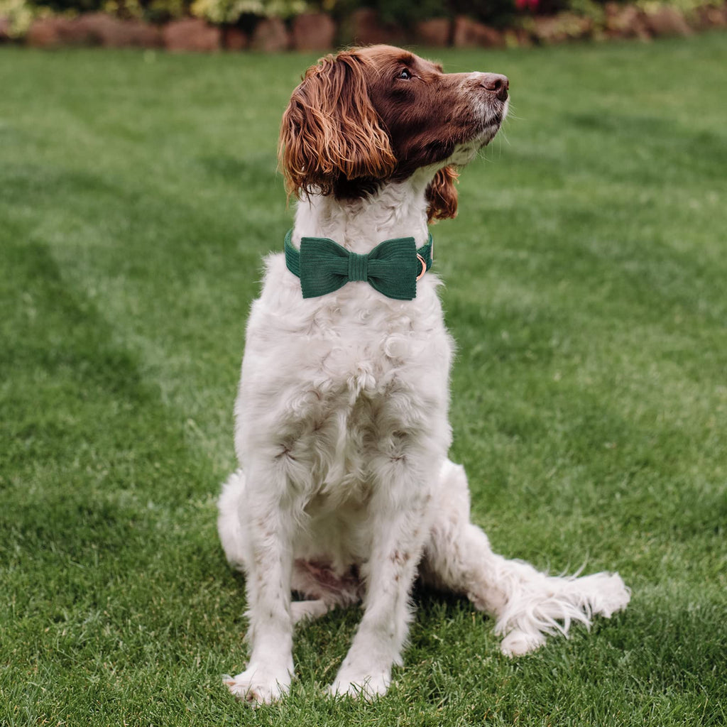 Babole Pet Green Corduroy Dog Collar with Bow Tie – Adjustable Small Dog Collar XS (8-12 Inches)