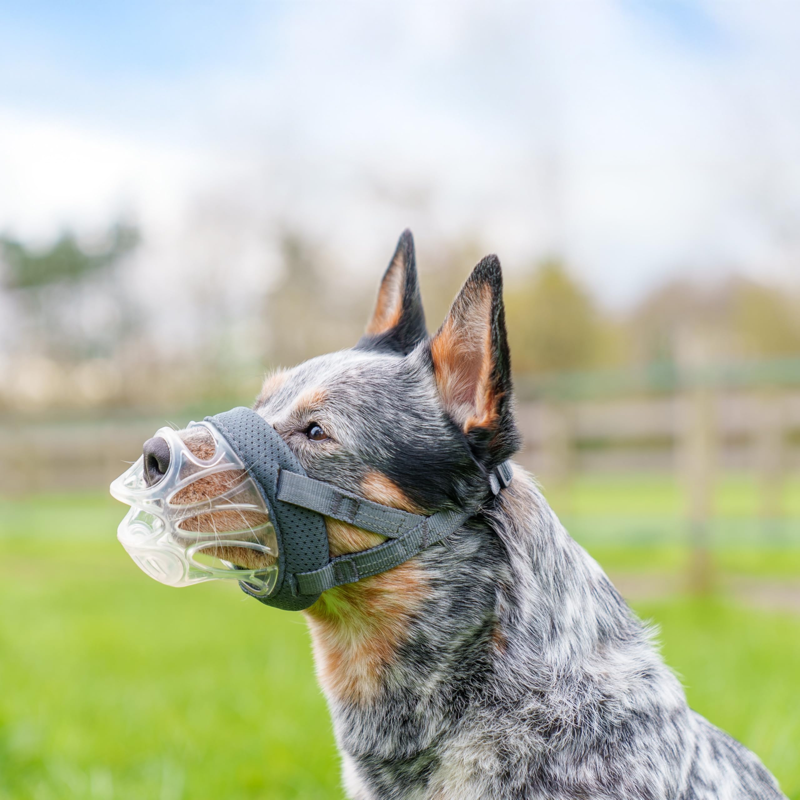 Baskerville INVISA Basket Dog Muzzle Size 4 - Transparent, Heat-Moldable, Anti-Scavenging for Medium Dogs