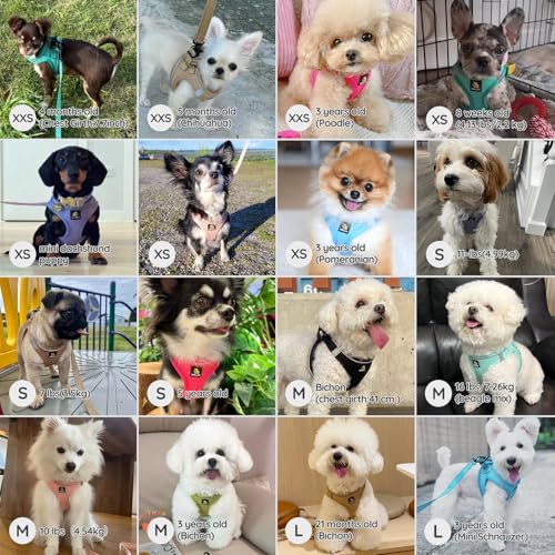 BELLA & PAL Step in Vest Harness for Small and Medium Dogs – No Pull Harness with Leash, Air Mesh, Reflective Strips (Deep Black, M)