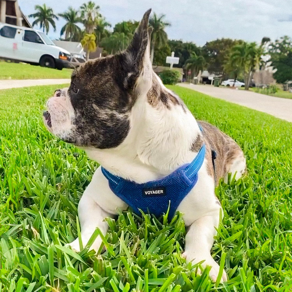 Best Pet Supplies Voyager Adjustable Step-in Dog Harness - Breathable Mesh, No-Pull, Reflective Royal Blue, Medium