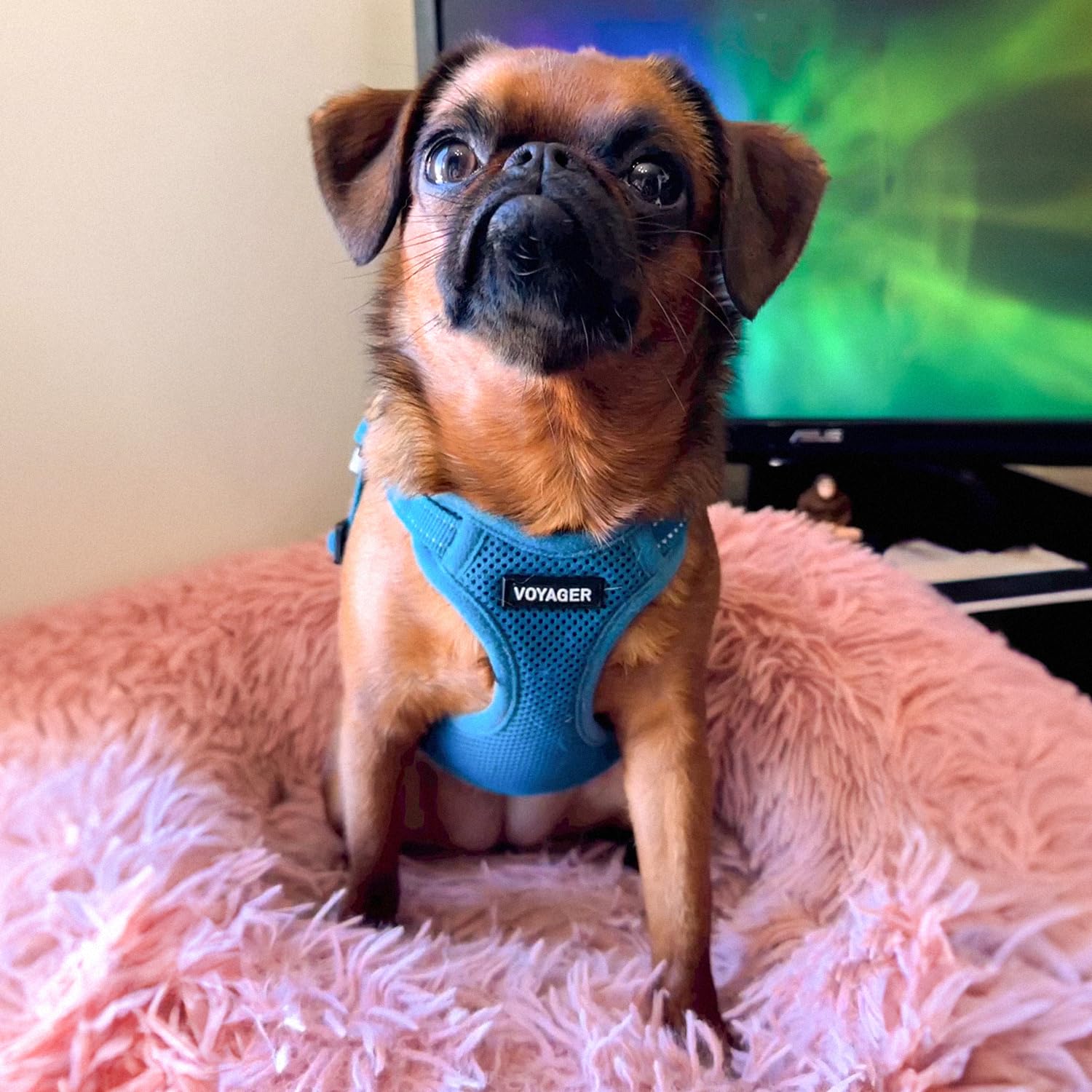 Best Pet Supplies Voyager Adjustable Step-in Dog Harness - Size M, Turquoise, Breathable Mesh, No-Pull, Reflective
