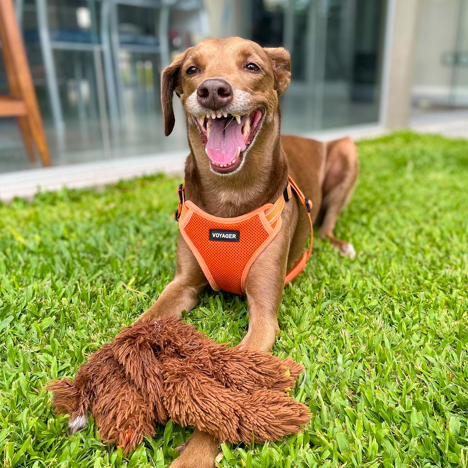 Best Pet Supplies Voyager Adjustable Step-in Dog Harness (Orange, S) – Breathable Mesh No-Pull