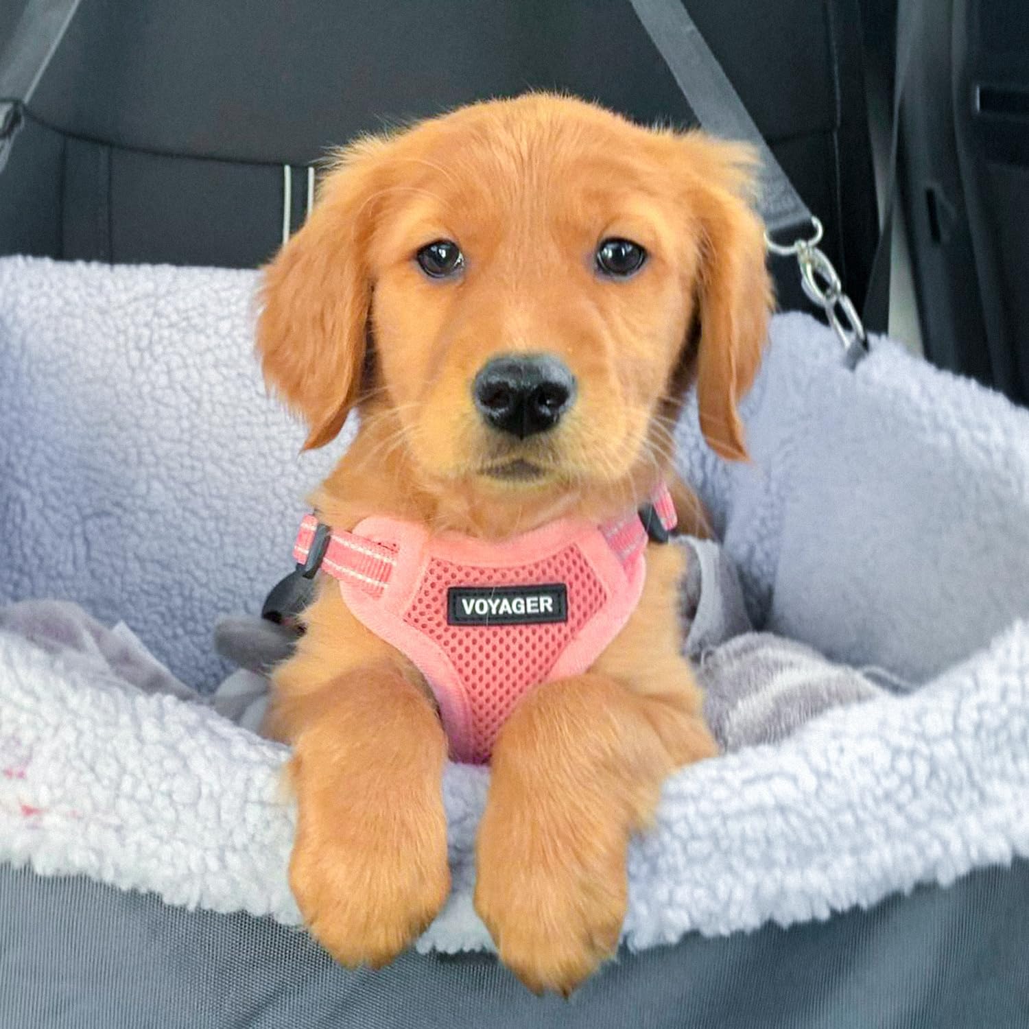 Best Pet Supplies Voyager Step-In Dog Harness - Breathable Mesh, No-Pull, Reflective, XS, Pink