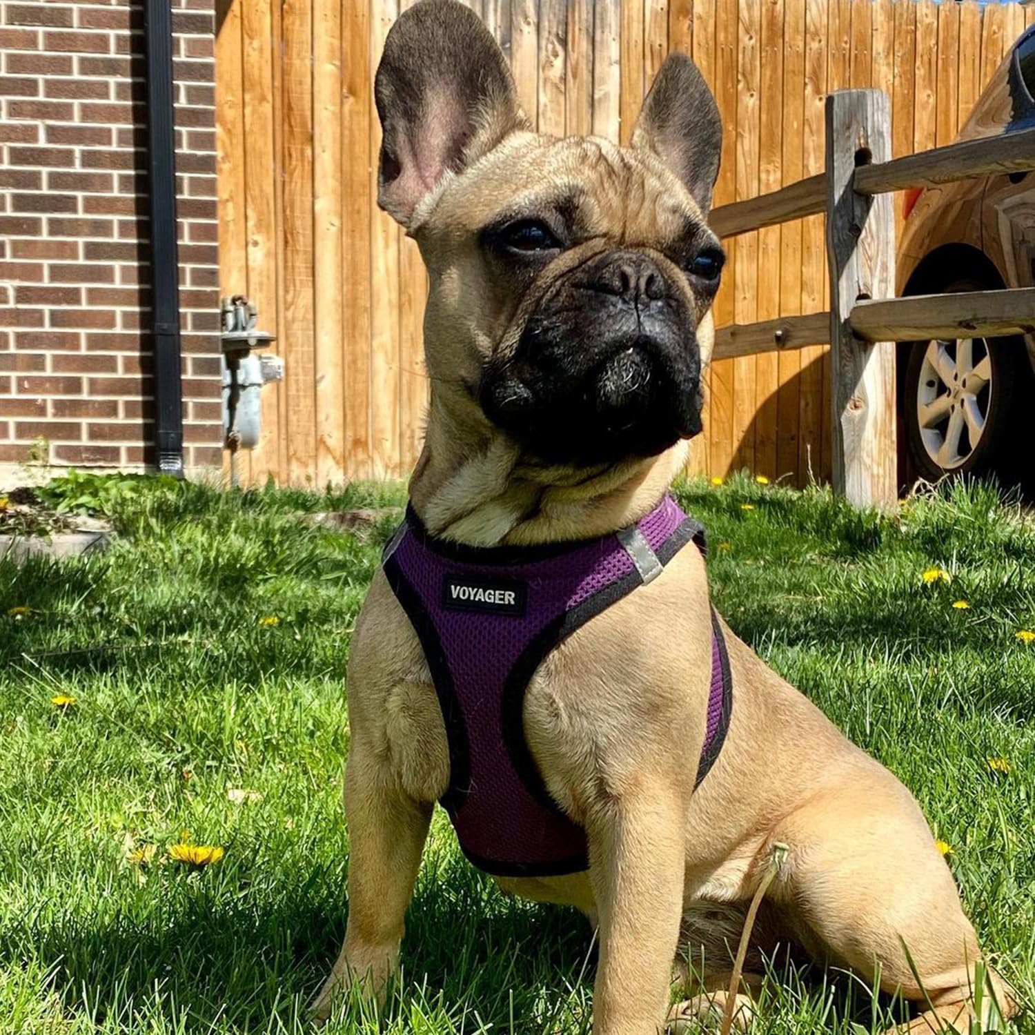 Best Pet Supplies Voyager Step-In Dog Harness & Reflective Leash Combo, Medium, Purple/Black Trim