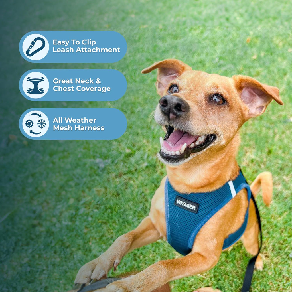 Best Pet Supplies Voyager Step-In Harness & Leash Combo - Turquoise, XXX-Small (Fits Chest 11-12")