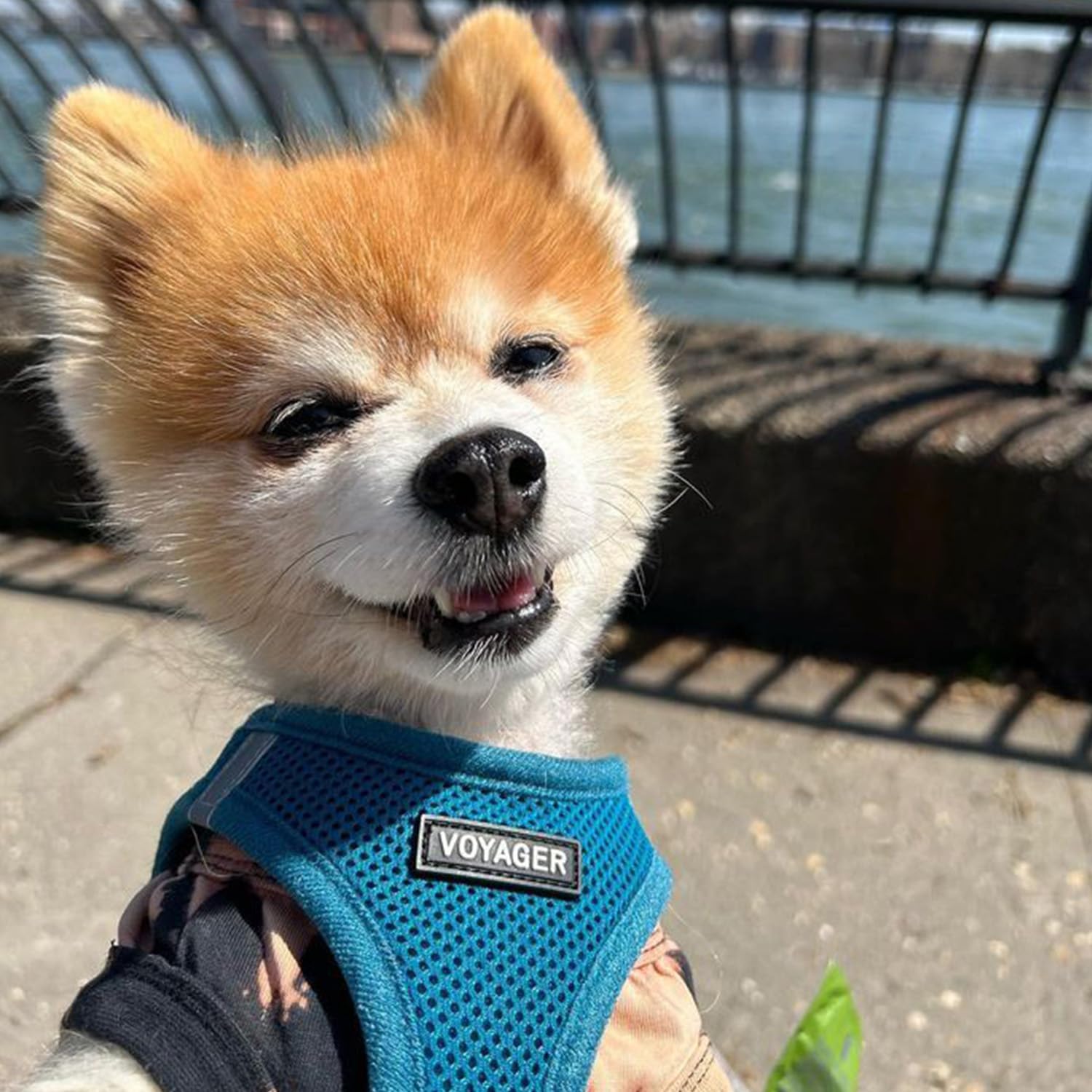 Best Pet Supplies Voyager Step-In Harness & Leash Combo - Turquoise, XXX-Small (Fits Chest 11-12")