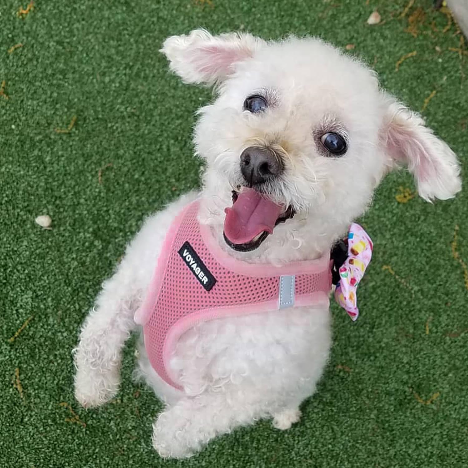 Best Pet Supplies Voyager Step-in Harness & Leash Combo – Pink, Large for Dogs