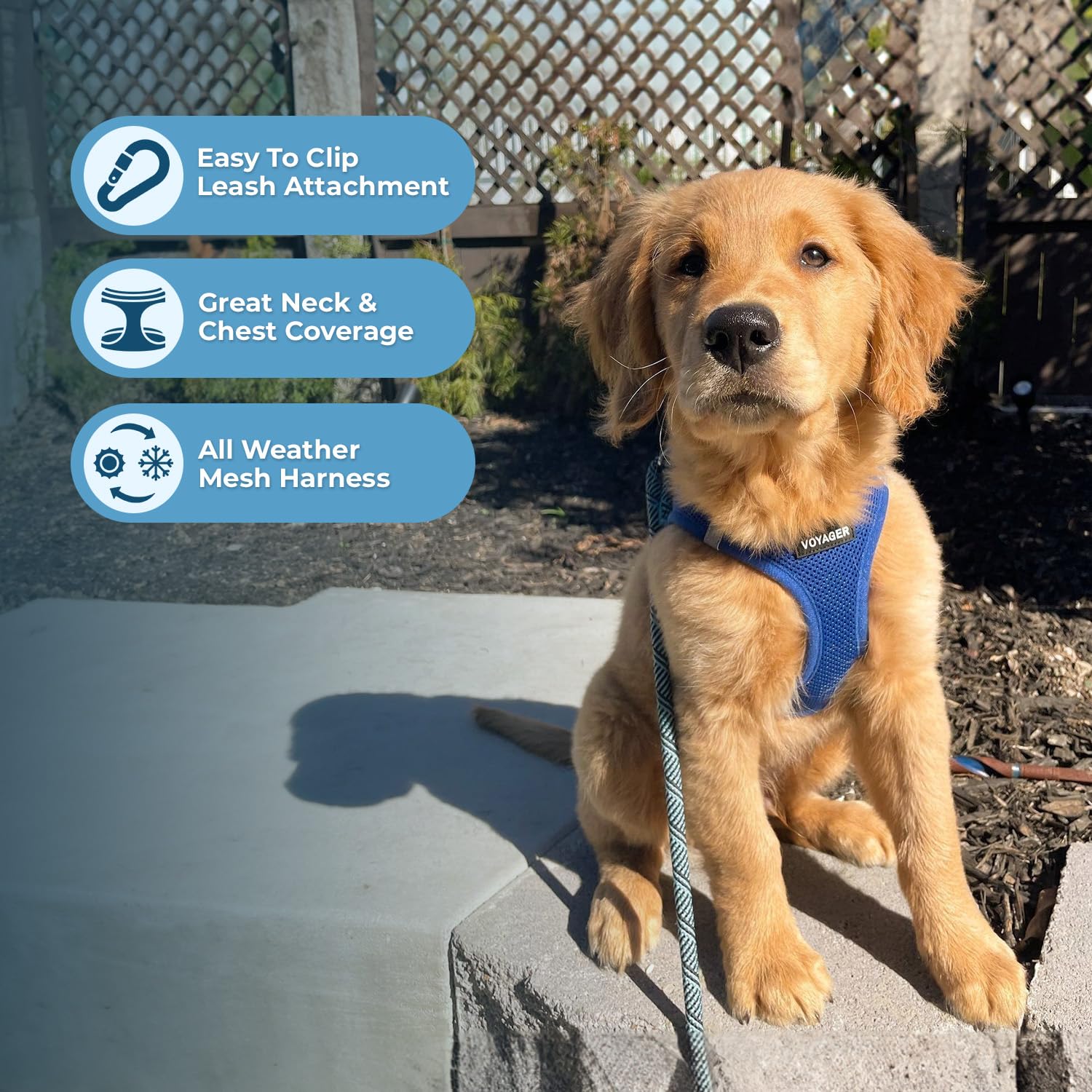 Best Pet Supplies Voyager Step-in Harness & Leash Set - Reflective Mesh, Royal Blue, XXXS for Puppies