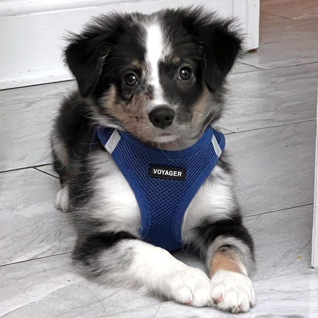 Best Pet Supplies Voyager Step-in Harness & Leash Set - Reflective Mesh, Royal Blue, XXXS for Puppies