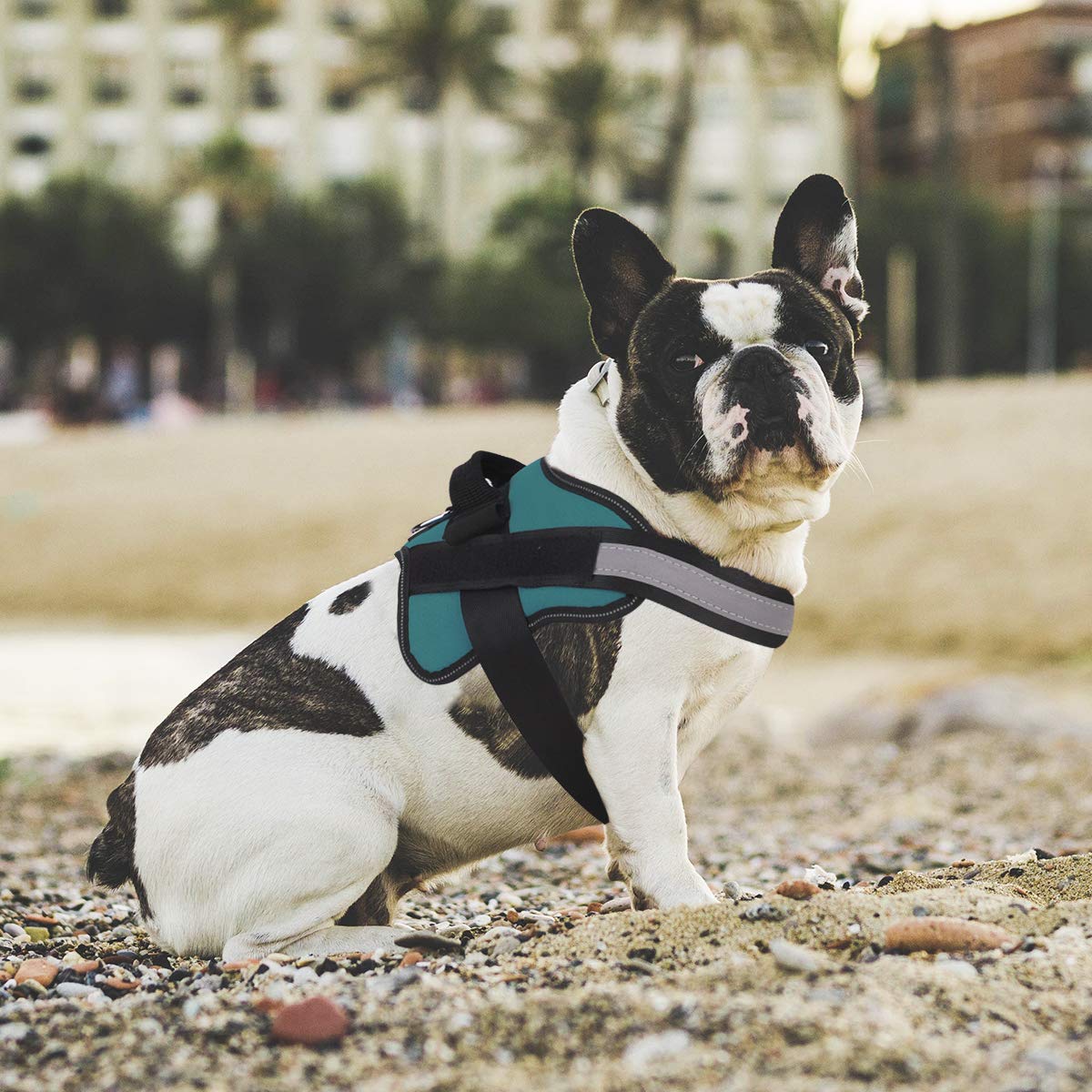 Bolux Medium Dog Harness - No-Pull Reflective Vest with Handle for Walking (Turquoise, M)