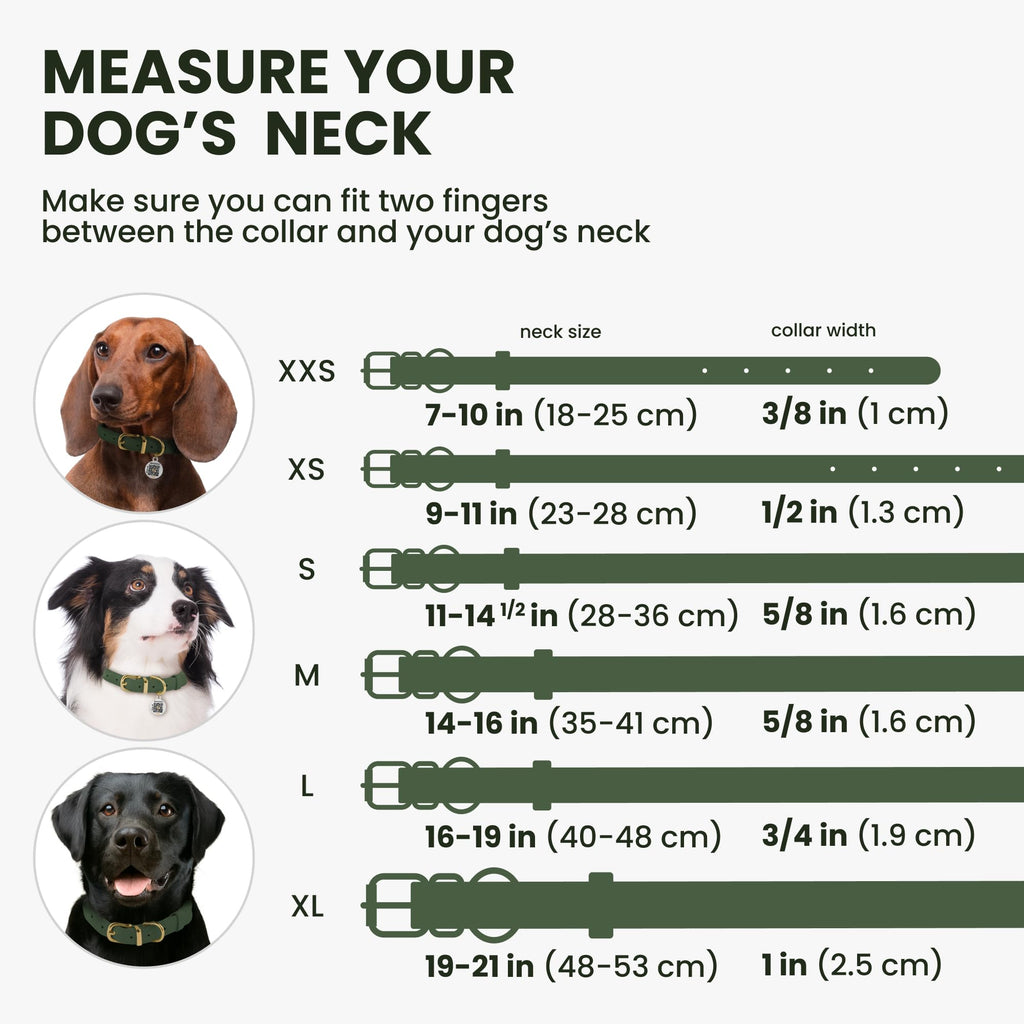 BronzeDog Rolled Leather Dog Collar – Emerald Green, 5/8'' Wide, 14-16 Inch Neck, with QR ID Tag