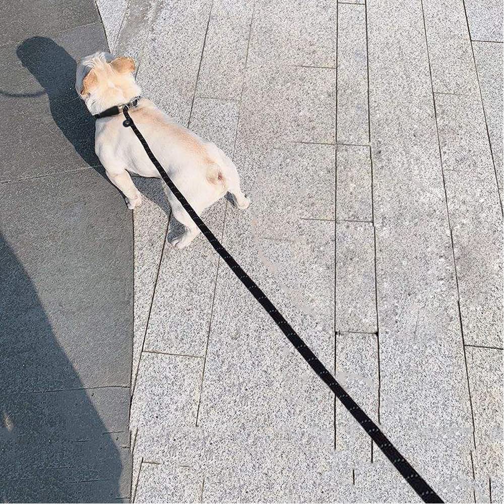 BTINESFUL 20ft Blue Reflective Slip Lead Dog Leash – Long Training Rope for Small & Medium Dogs