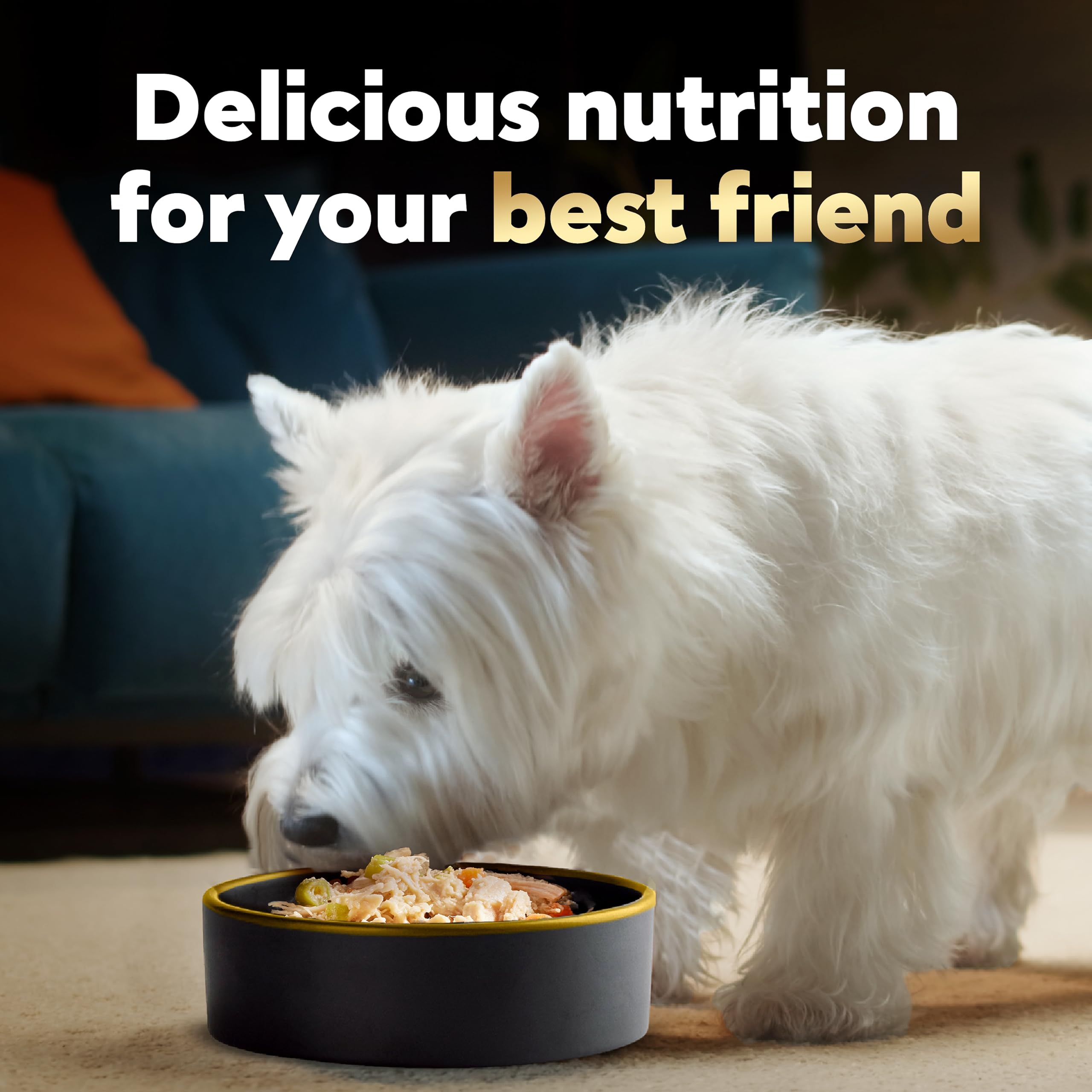 Cesar Wholesome Bowls Adult Wet Dog Food Variety Pack – Chicken & Sweet Potato, 6 Count