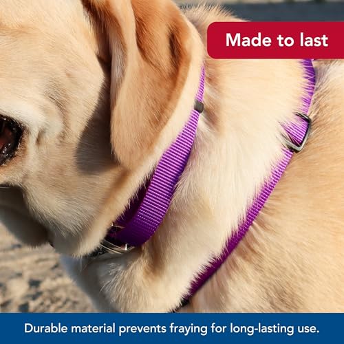 Coastal Nylon Adjustable Dog Collar 18-26 Inch Purple with Metal Snap-Lock Buckle