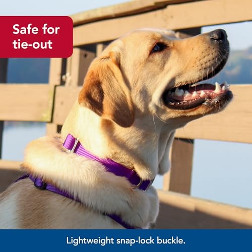 Coastal Nylon Adjustable Dog Collar 18-26 Inch Purple with Metal Snap-Lock Buckle