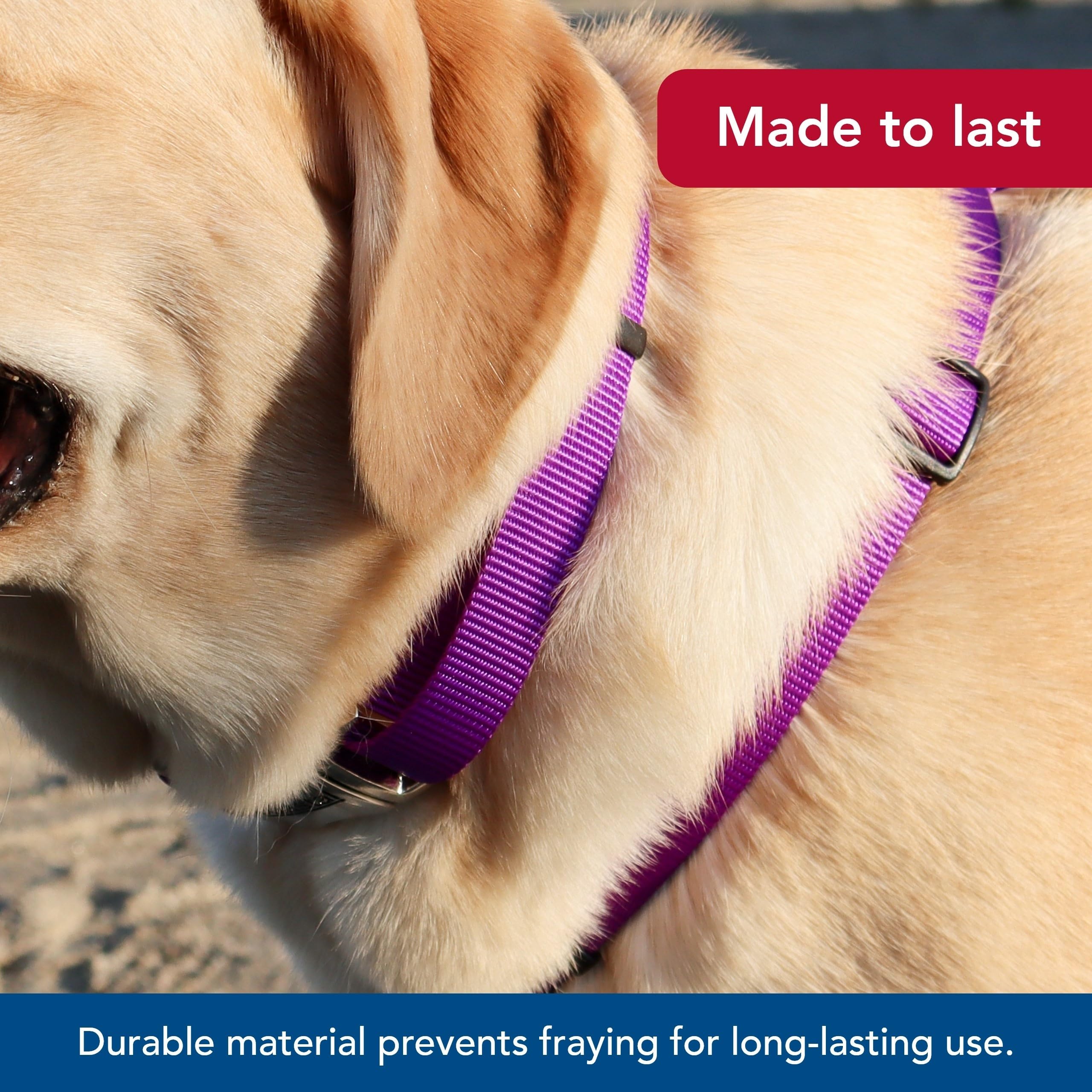 Coastal Nylon Adjustable Dog Collar 18-26 Inch Purple with Metal Snap-Lock Buckle