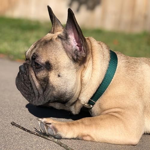 Country Brook Design Martingale Dog Collar – Green, Large – No Buckle, Heavy-Duty Nylon