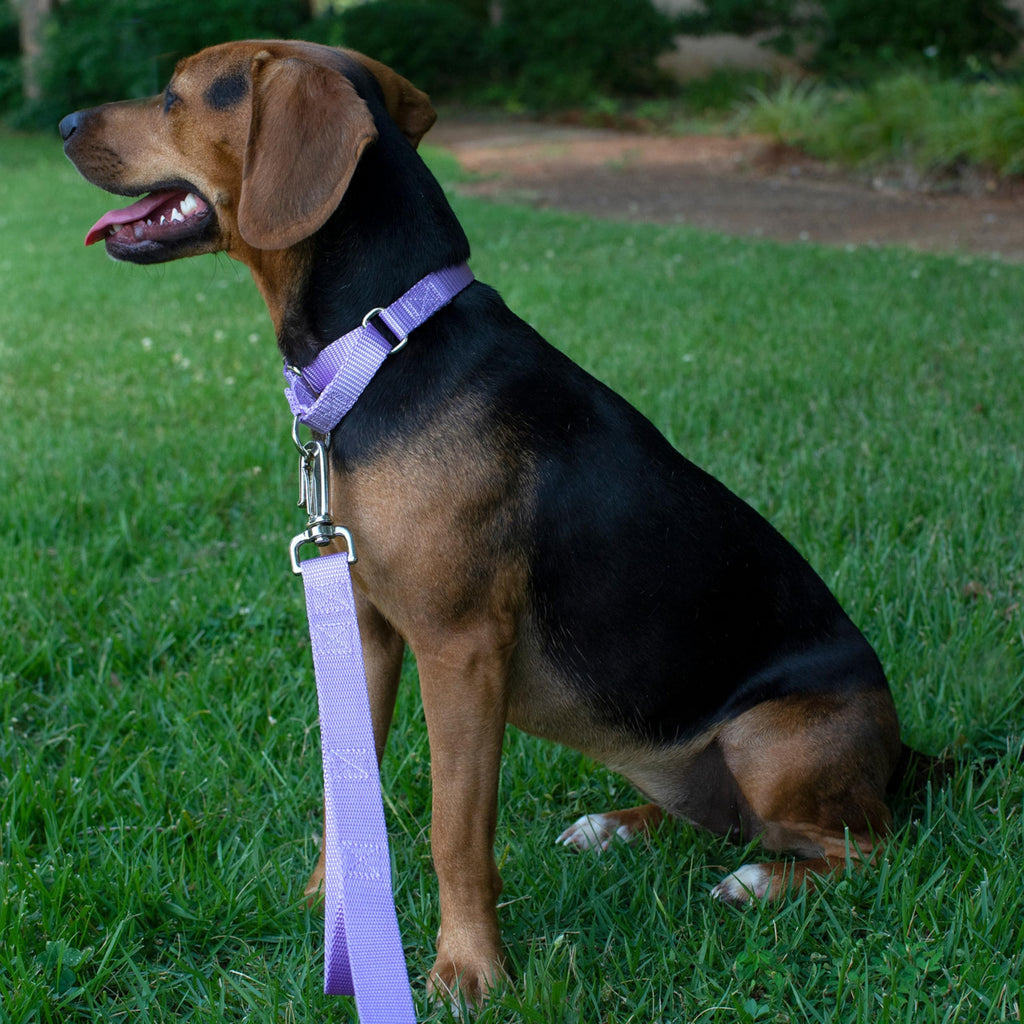 Country Brook Petz Martingale Dog Collar - Lavender Medium - No Buckle Training Collar