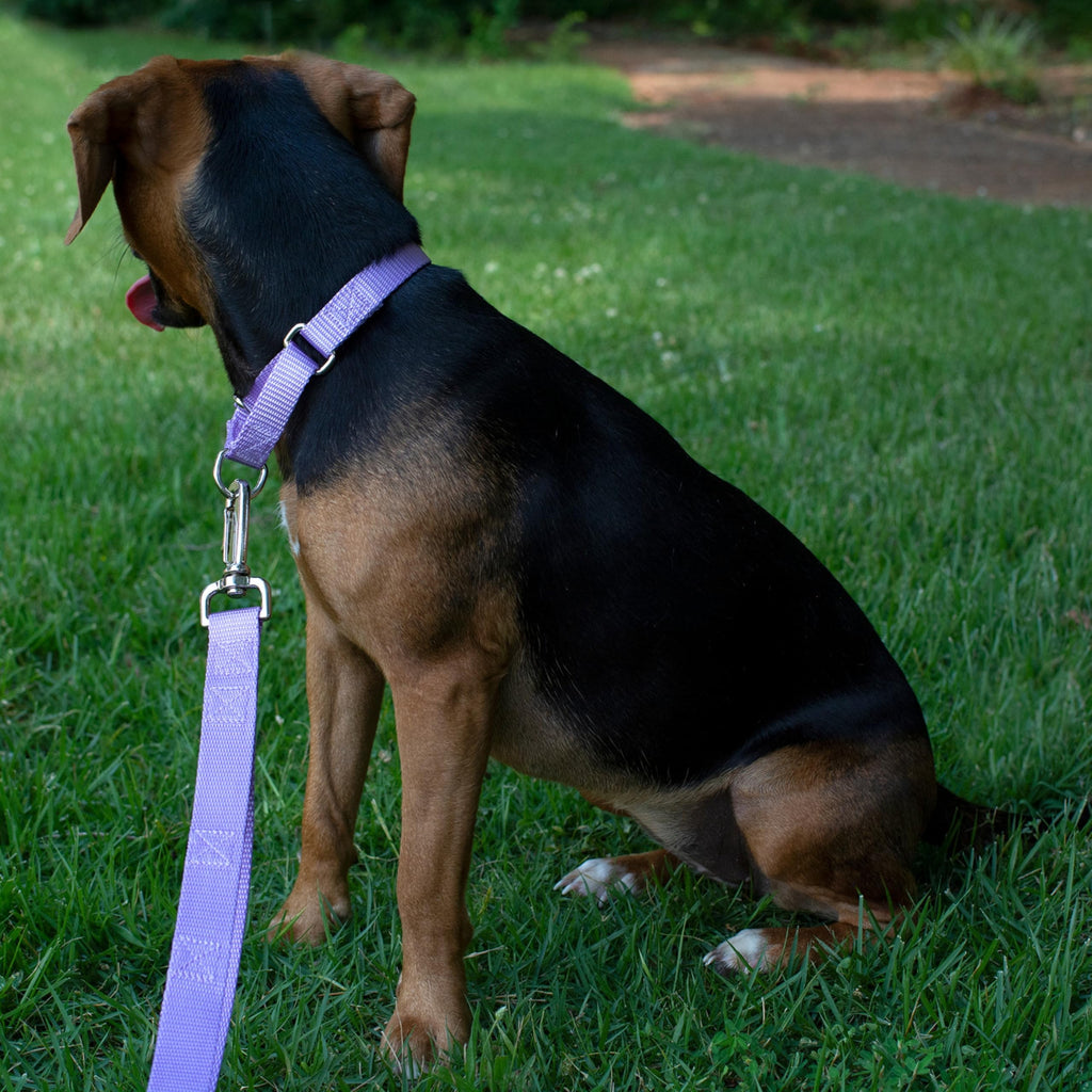 Country Brook Petz Martingale Dog Collar - Lavender Medium - No Buckle Training Collar