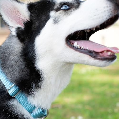 Country Brook Petz Martingale Dog Collar - No Buckle Training Collar for Small Dogs - Ocean Blue