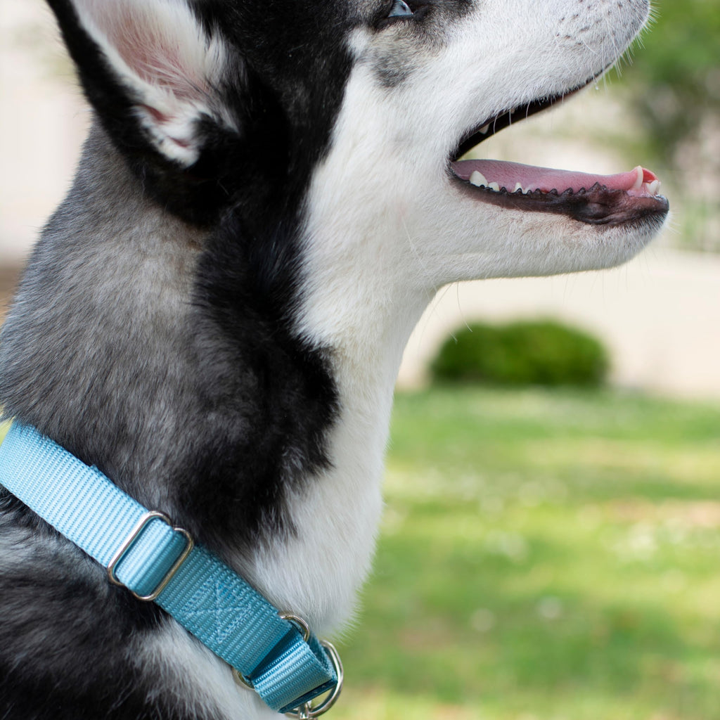 Country Brook Petz Martingale Dog Collar - No Buckle Training Collar for Small Dogs - Ocean Blue