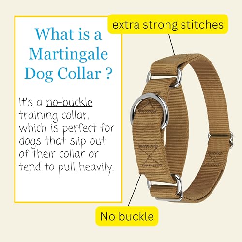 Country Brook Petz Martingale Dog Collar – Heavy-Duty No-Buckle Training Collar for Small Dogs, Coyote Tan (3/4" x 11-15")