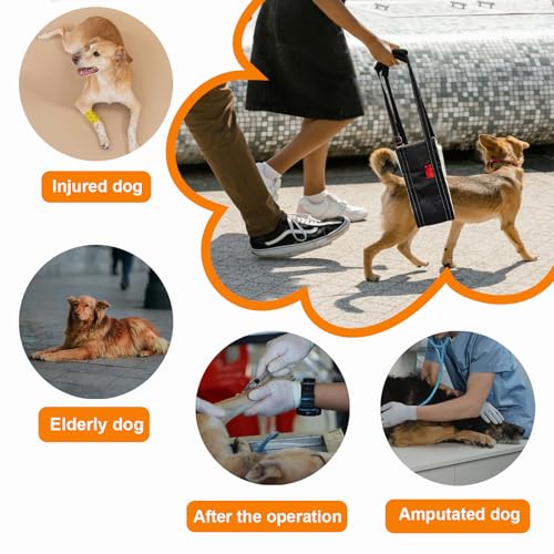 Cover Geny Dog Lift Harness - Adjustable Rear Leg Sling for Senior/Injured Dogs, Medium (Black)