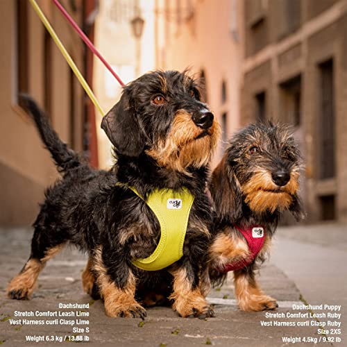 Curli Air-Mesh Vest Harness with Clasp for Small Dogs – Skyblue, Size 2XS (70+ kg tensile strength)