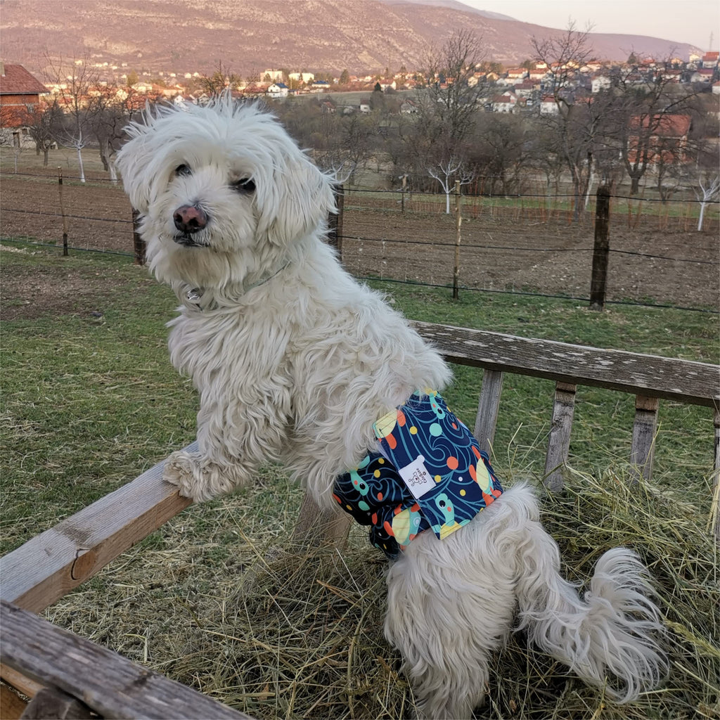 CuteBone Male Dog Diapers Washable Belly Band 3-Pack (M, Turtle/Shark/Jellyfish)
