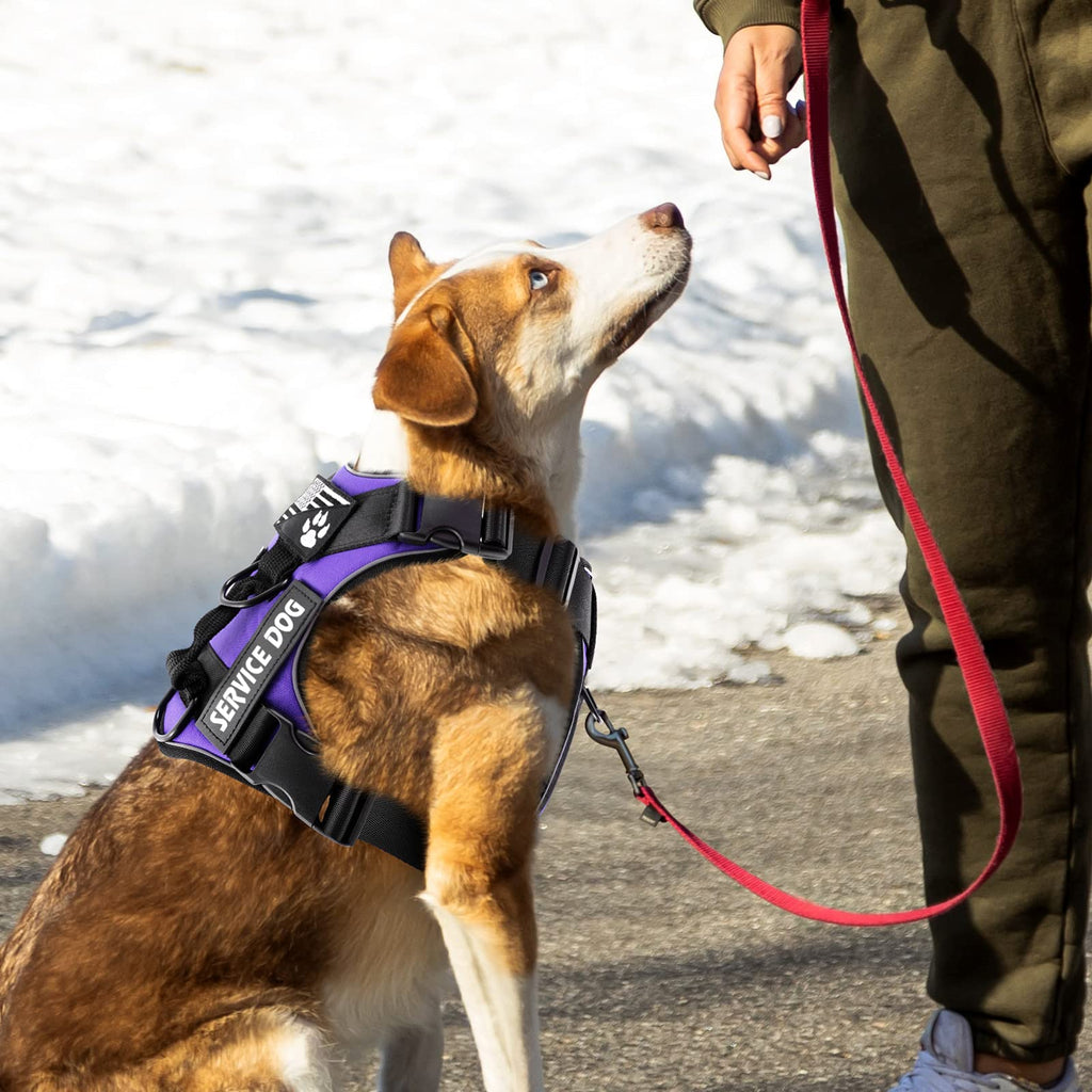 Demigreat Service Dog Harness – Reflective No-Pull Vest with 5 Patches, Adjustable Oxford Nylon, Medium, Purple