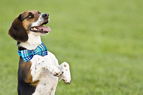 DOGWONG Blue Plaid Dog Collar with Removable Bow Tie - Soft Cotton Adjustable Collar for Small to Large Dogs