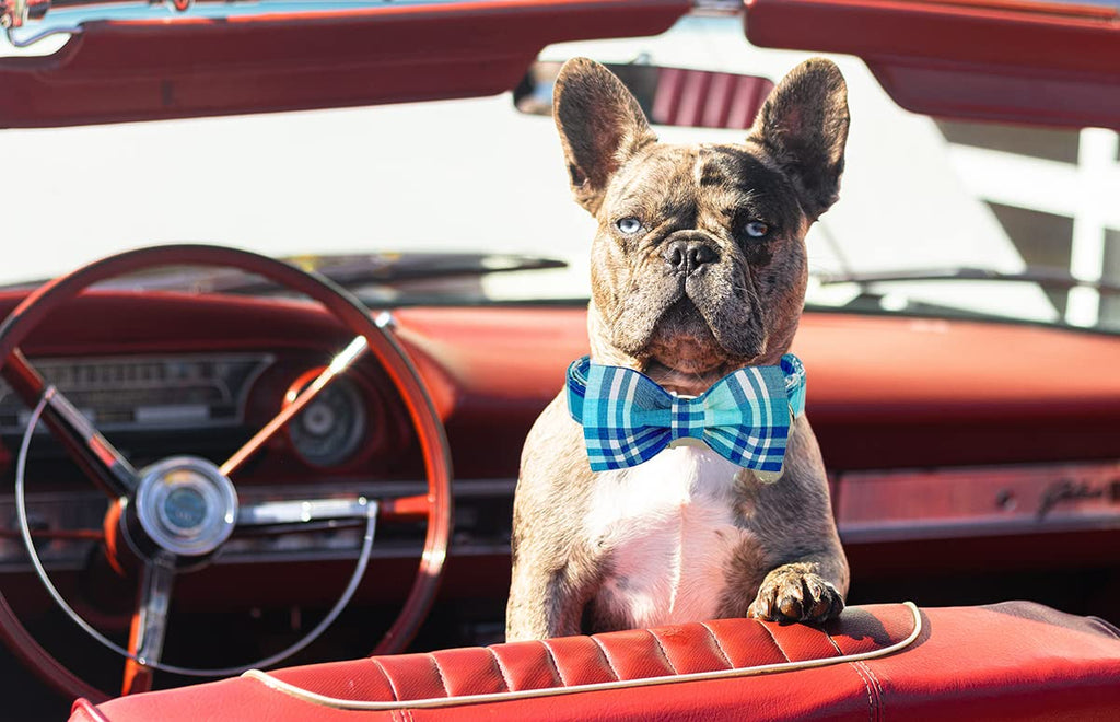DOGWONG Blue Plaid Dog Collar with Removable Bow Tie - Soft Cotton Adjustable Collar for Small to Large Dogs