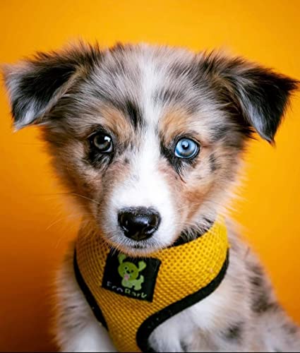EcoBark Small Dog Harness - Yellow, Eco-Friendly Soft Mesh No-Pull Vest for 6-9 lbs Puppies
