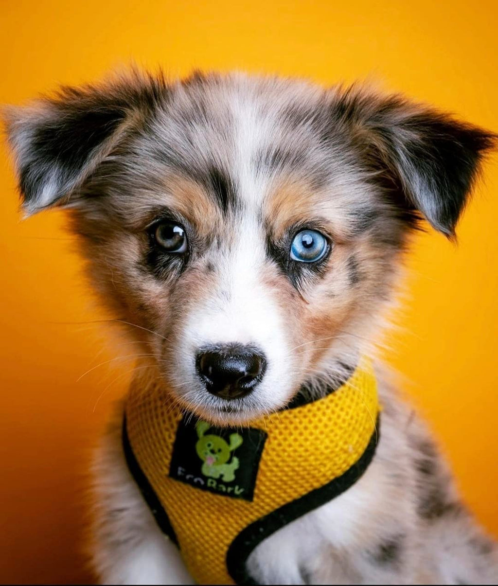 EcoBark Small Dog Harness - Yellow, Eco-Friendly Soft Mesh No-Pull Vest for 6-9 lbs Puppies