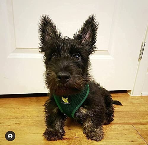 EcoBark Small Dog Harness – Soft Mesh Vest for Toy Breeds, No Pull Design, Eco-Friendly, Forest Green