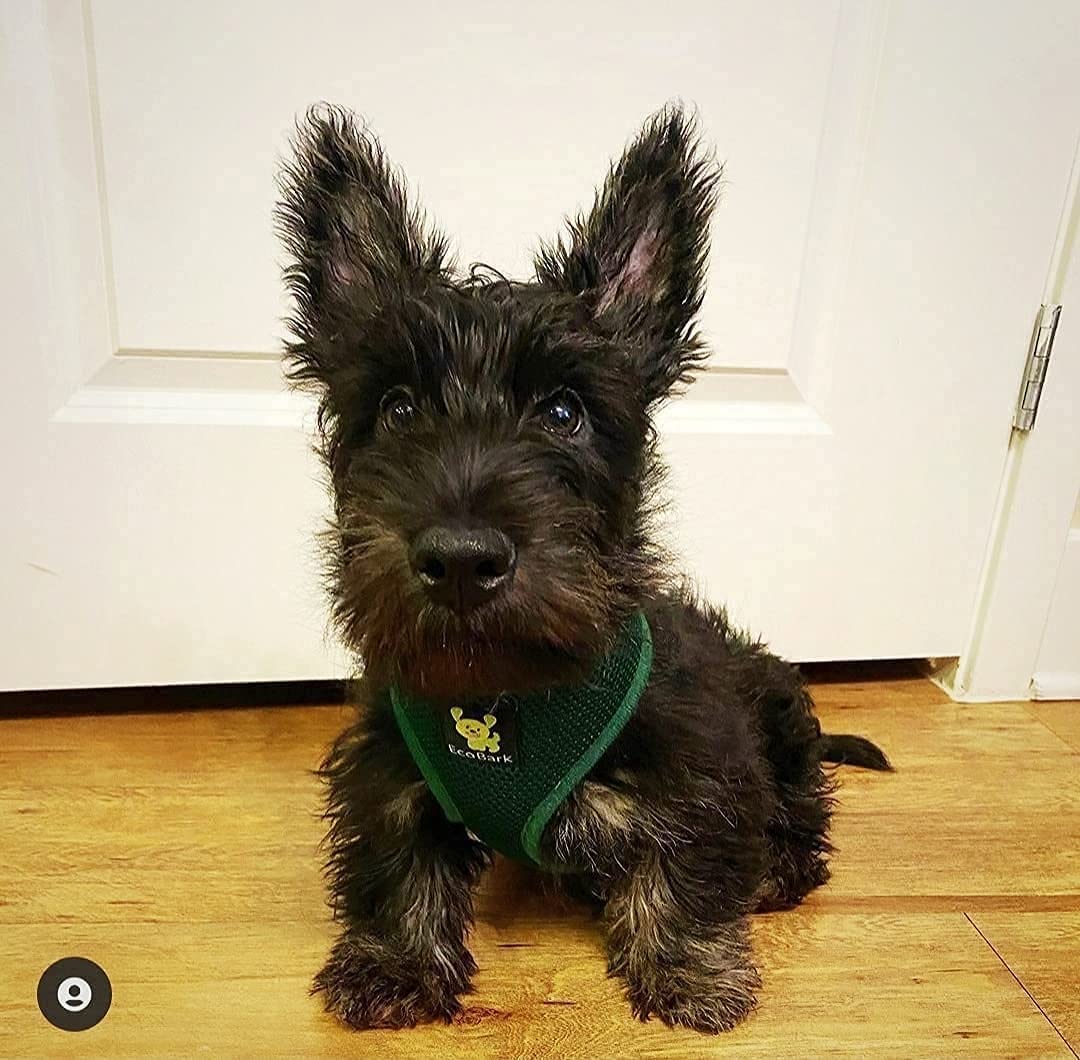 EcoBark Small Dog Harness – Soft Mesh Vest for Toy Breeds, No Pull Design, Eco-Friendly, Forest Green