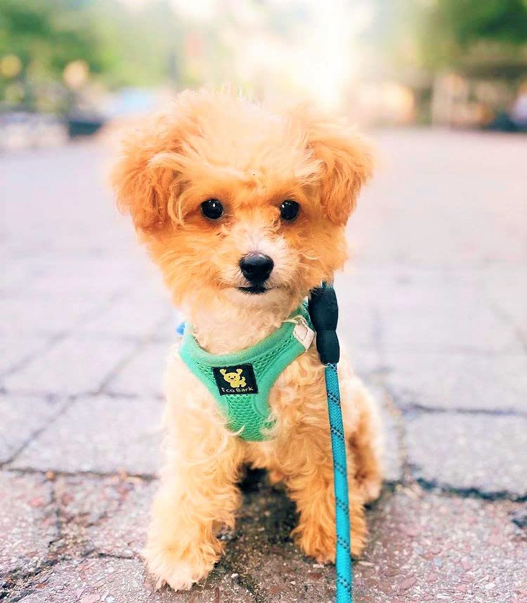 EcoBark XS Dog Harness – No-Pull Step-In Vest for Small Dogs 5–6 lbs (Mint Turquoise)