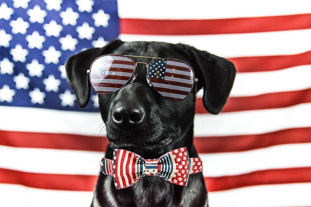 Elegant little tail American Flag Dog Collar with Bowtie – Patriotic Independence Day Collar for Large Dogs, Blue Flag, Cotton, Size L (16-24 Inches)