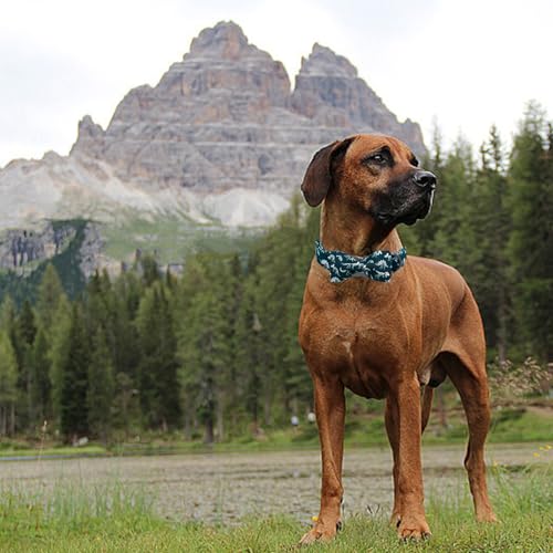 Elegant little tail Dog Collar with Bowtie - Dinosaurs Print, Adjustable Blue Bow, Size L for Large Dogs