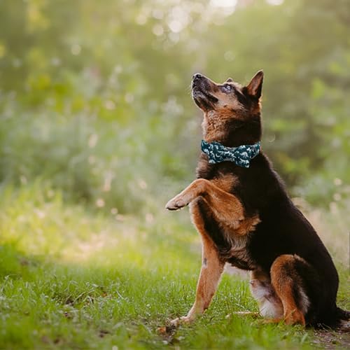 Elegant little tail Dog Collar with Bowtie - Dinosaurs Print, Adjustable Blue Bow, Size L for Large Dogs